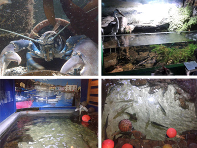 Montage of images from Ilfracombe Aquarium. Close up of common lobster, view of the river source section, view of the harbour section and also a view from above of the harbour section.