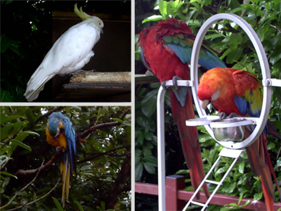 Montage of exotic birds photographed at Combe Martin Wildlife and Dinosaur Park, in 2004. Top left, white cockatoo, bottom left, a blue and yellow macaw, and right, two scarlet macaws.