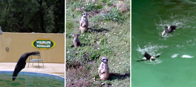Montage of animals taken in 2004. Sealion show, meerkats, penguins.